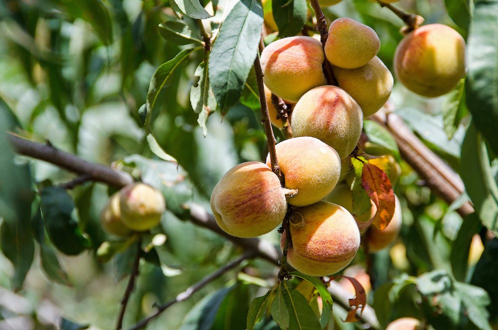 BrendaRibeiroG's tweet photo. #Miranda productores de Durazno del #Jarillo en #Guaicaipuro están muy afectados por la importación de Duraznos desde Colombia.
Es increíble que sobre el esfuerzo que siguen haciendo los productores en el país se imponga la importación de alimentos sin ningún control🧵 https://t.co/Q8qx6pDGUk