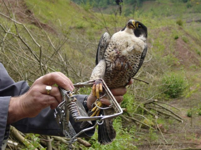 Birds of prey  Derbyshire Wildlife Trust