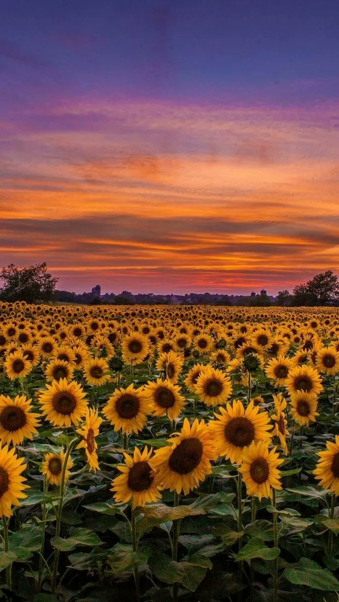 sunflowers and sunset