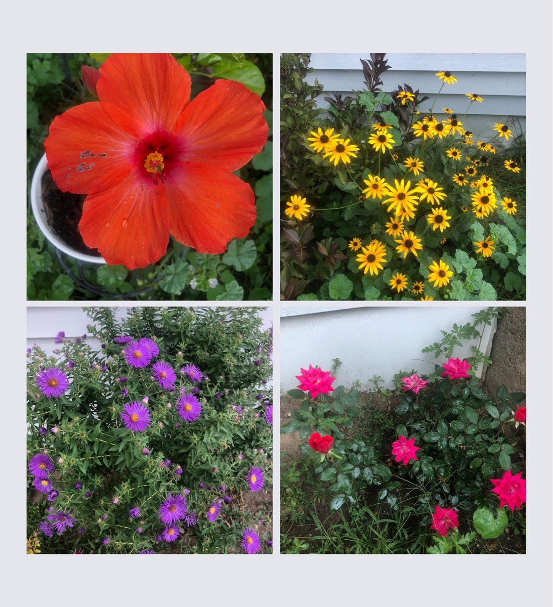 swampybake's tweet photo. I am loving my flowers right now!!! Happy Friday you beautiful people you ❤️☺️✌🏻
#friday #flowers #garden #summer #summervibes #summerinwisconsin #fridayvibes #beautifulpeople #friends #love https://t.co/y7qFmvExEo