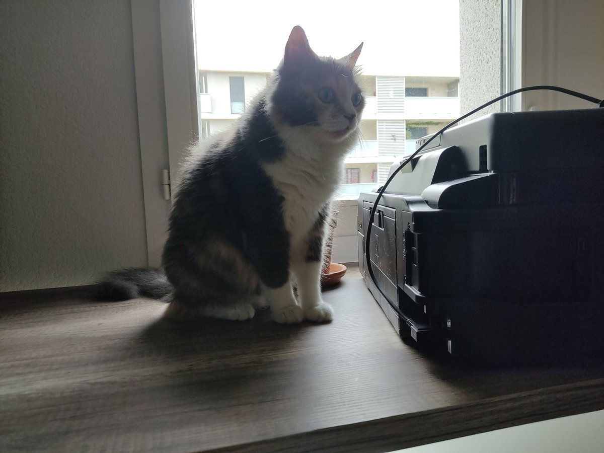 triodechats's tweet image. Les amis, ça fait longtemps on a pas posté mais on aurait besoin du vigipapattes d'urgences, rapport au fait que le déménagement ça fait deux fois qu'il est reporté au dernier moment et Mapa craque un peu avec beaucoup de larmes