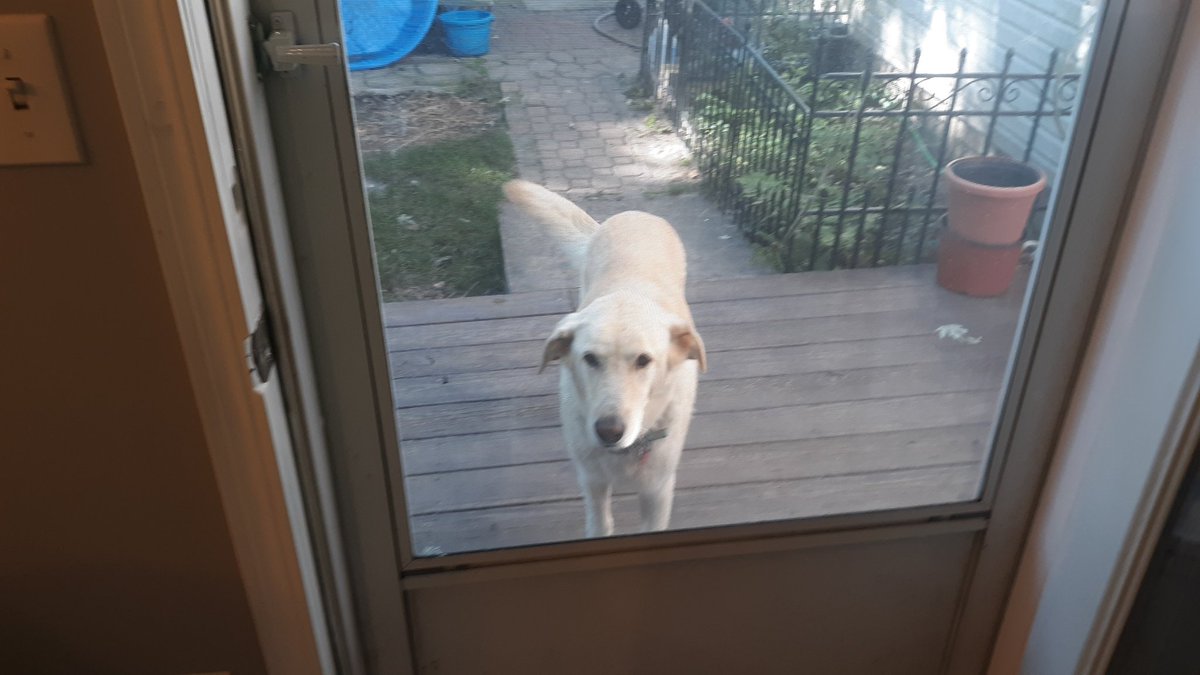 lheal's tweet image. Ok, boss, I'm ready to give hill day another shot. Can we go swimming in the river, too? #runwithdogs #marathon