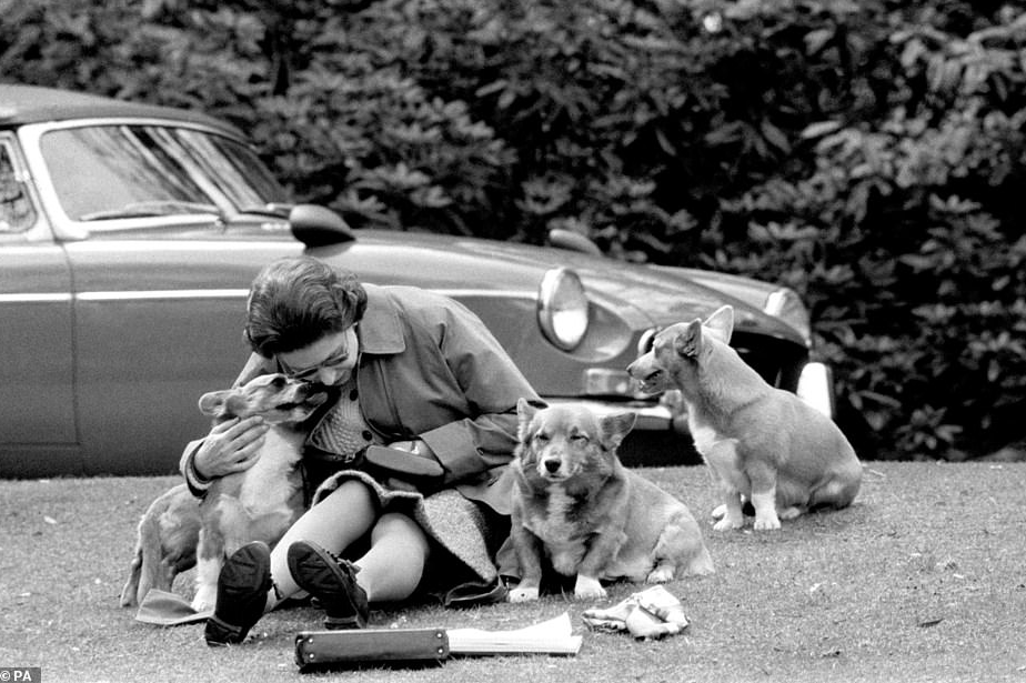 One of my favorite articles to write about the Queen and her corgis - she'll be missed dailymail.co.uk/galleries/arti…