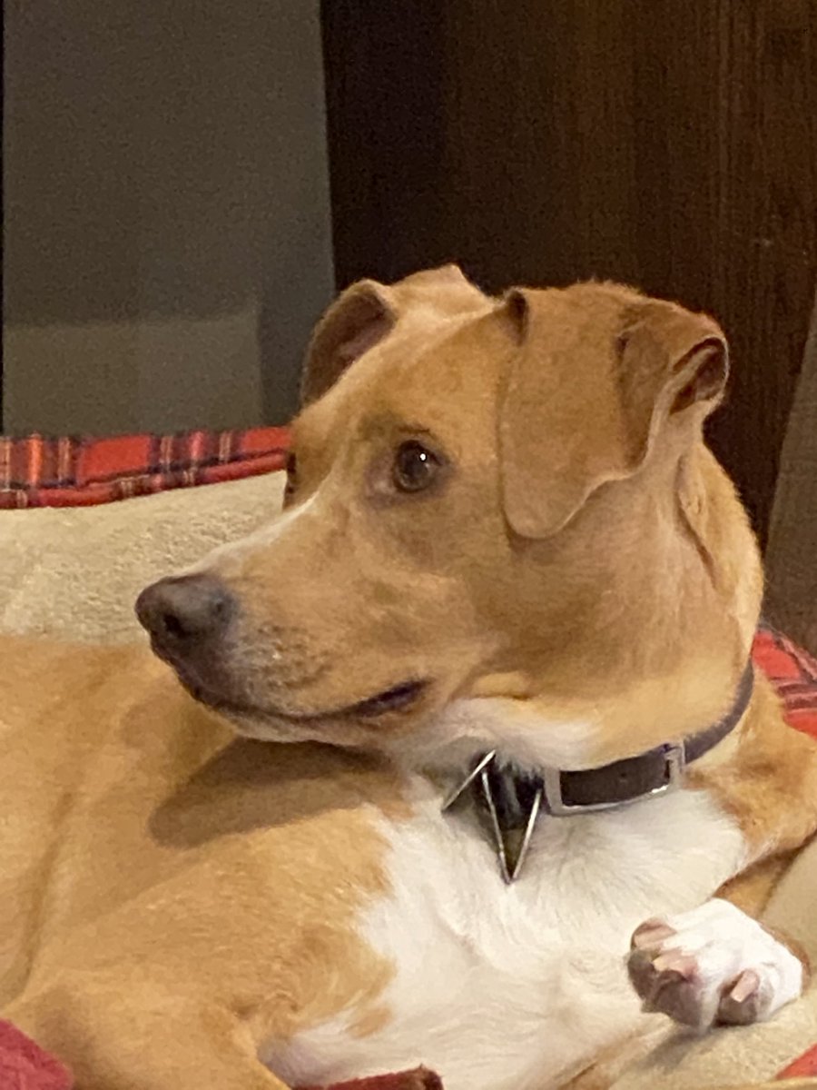 seminole county animal services petfinder