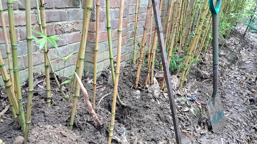 remove bamboo without chemicals