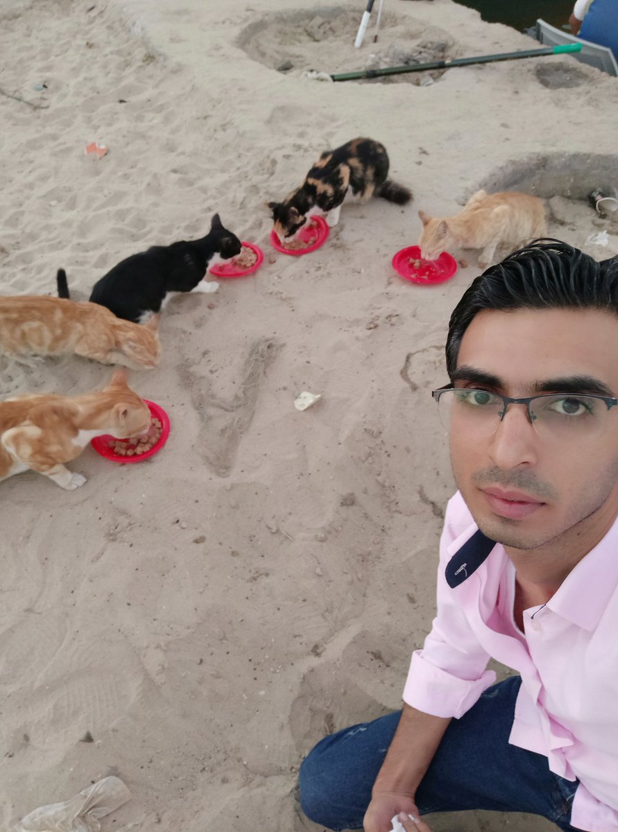 Lawyer_Animal1's tweet image. 🆘During the cat feeding campaign! Many street kitties have had a good mea! It is essential that the cats are collected and neutered to prevent reproducing! Please could you kindly help and donate towards this goal❤️!
paypal.me/help1animals