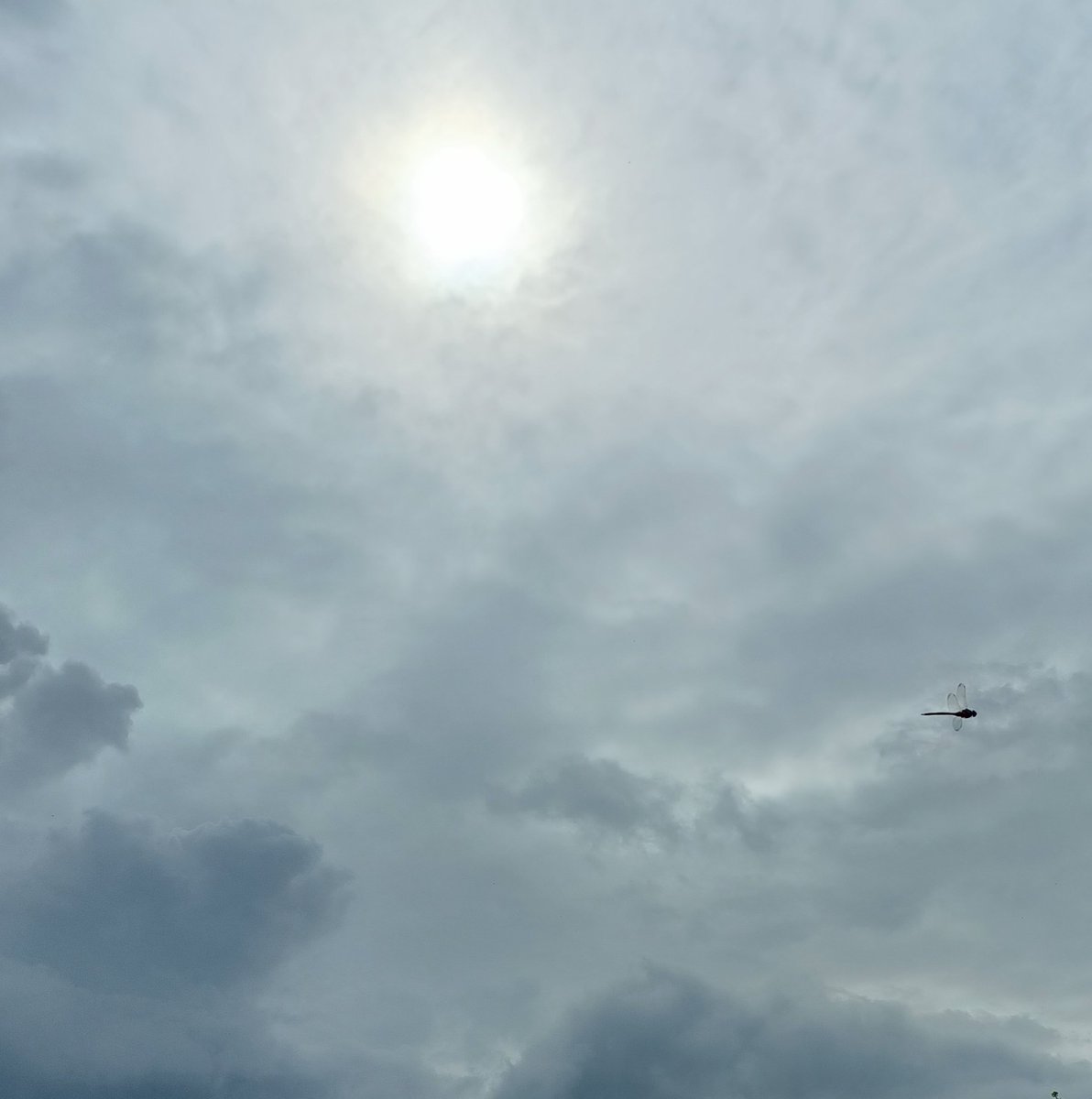 bitsofbtanicals's tweet photo. Happy Friday! lunchtime walk photo, stalked by a huge dragonfly most of the journey! ☺️ So here it is, a dramatic sky &amp; a dragonfly 💛
#bitsofbotanicals #newburyartist #mentalhealth #artist #meditation #dragonfly #photography #nofilter #walkinnature #art #nature https://t.co/lMH232M735