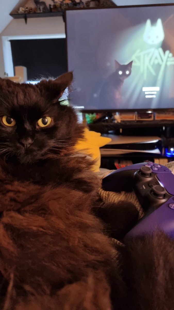 TheRawrnessify's tweet photo. #StrayReactions fluffy is loving Stray! https://t.co/rtMecejCJ3