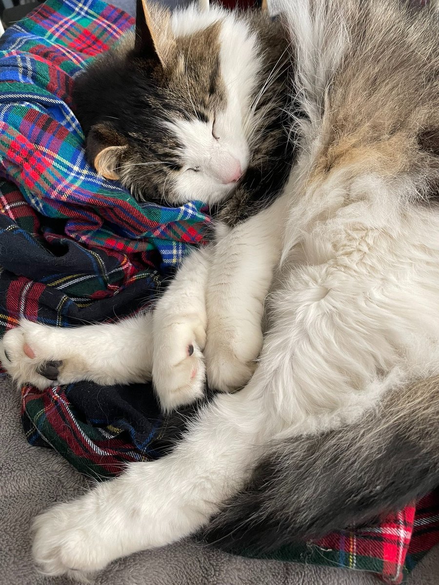 MCSR Cats tweet media