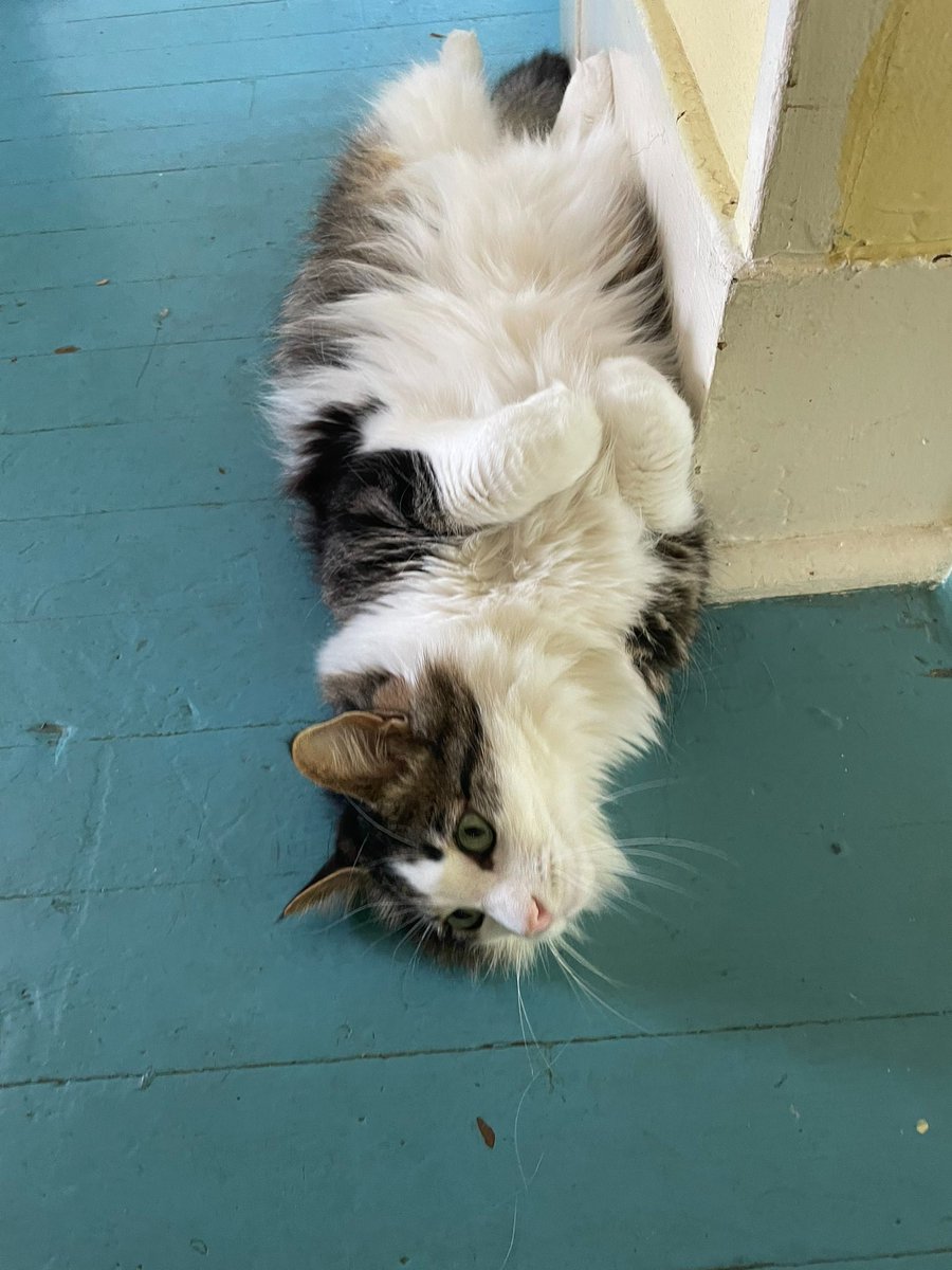 MCSR Cats tweet media