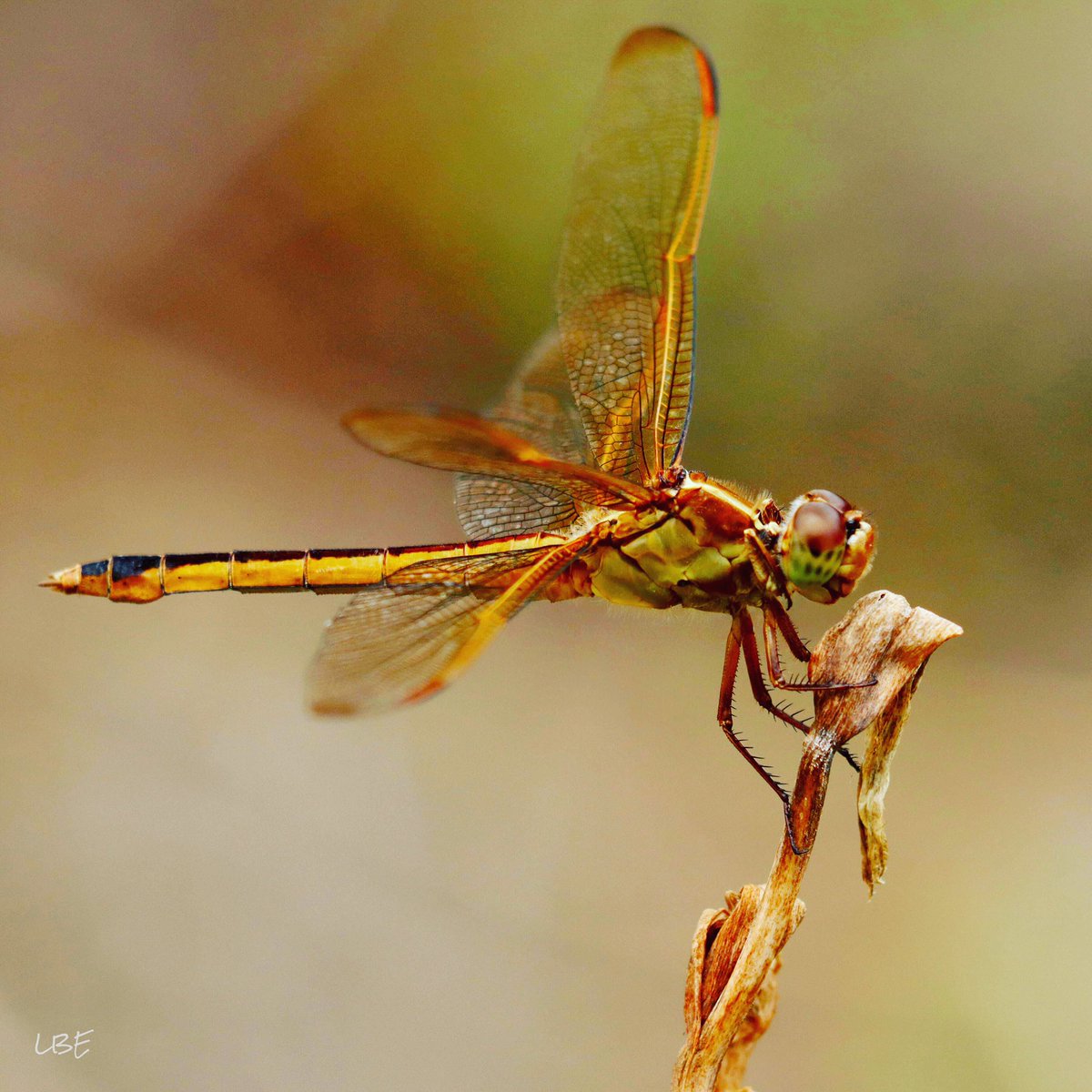 “I'm inspired by how dragonflies are both tough and fragile; fierce and mild.” -Cindy Crosby @phrelanzer 

#dragonfly #odonata #AwesomeInsects #NaturePhotography #CanonUSA #CanonFavPic #NatureLover #DragonflyPhotography