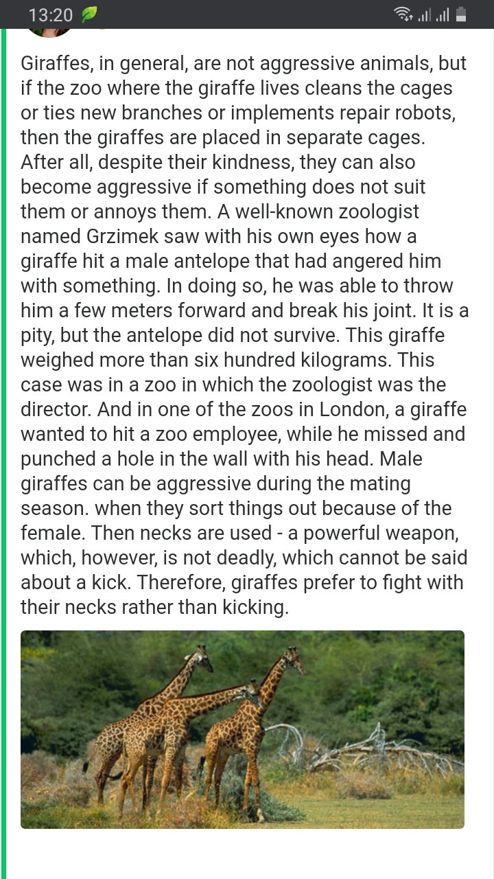 𝒱𝒾𝓀𝓊𝓁𝓎𝒶 𝒜𝒸𝑜𝓊𝓁𝒾𝓃𝒶 💙🤍🌻 on Twitter: "But zoologists say giraffes can be