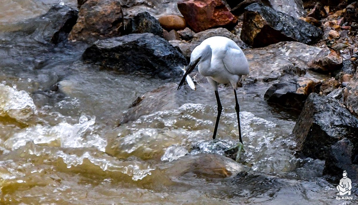 in_xi_an's tweet photo. Xi'an insists on ecological development now, which has attracted many waterbirds to forage around the Bahe Wetland. Now Xi'an is not only a favorite habitat for waterbirds but also An perfect place for citizens to live. #inxian #modern #xianstyle #environment https://t.co/OhmTUJjZ7Q