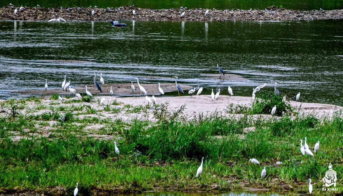 in_xi_an's tweet photo. Xi'an insists on ecological development now, which has attracted many waterbirds to forage around the Bahe Wetland. Now Xi'an is not only a favorite habitat for waterbirds but also An perfect place for citizens to live. #inxian #modern #xianstyle #environment https://t.co/OhmTUJjZ7Q