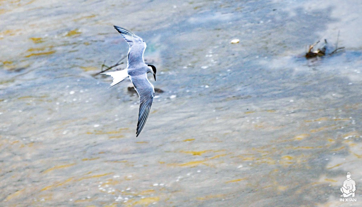 in_xi_an's tweet photo. Xi'an insists on ecological development now, which has attracted many waterbirds to forage around the Bahe Wetland. Now Xi'an is not only a favorite habitat for waterbirds but also An perfect place for citizens to live. #inxian #modern #xianstyle #environment https://t.co/OhmTUJjZ7Q