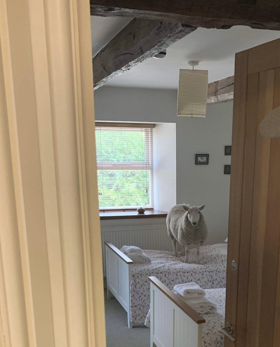 This should cheer you up <a href="/Faybe1989/">Faye Talbott ♿️💙🇺🇦</a>. My friend went to Wales and checked into her Air BnB and look who was waiting for her….