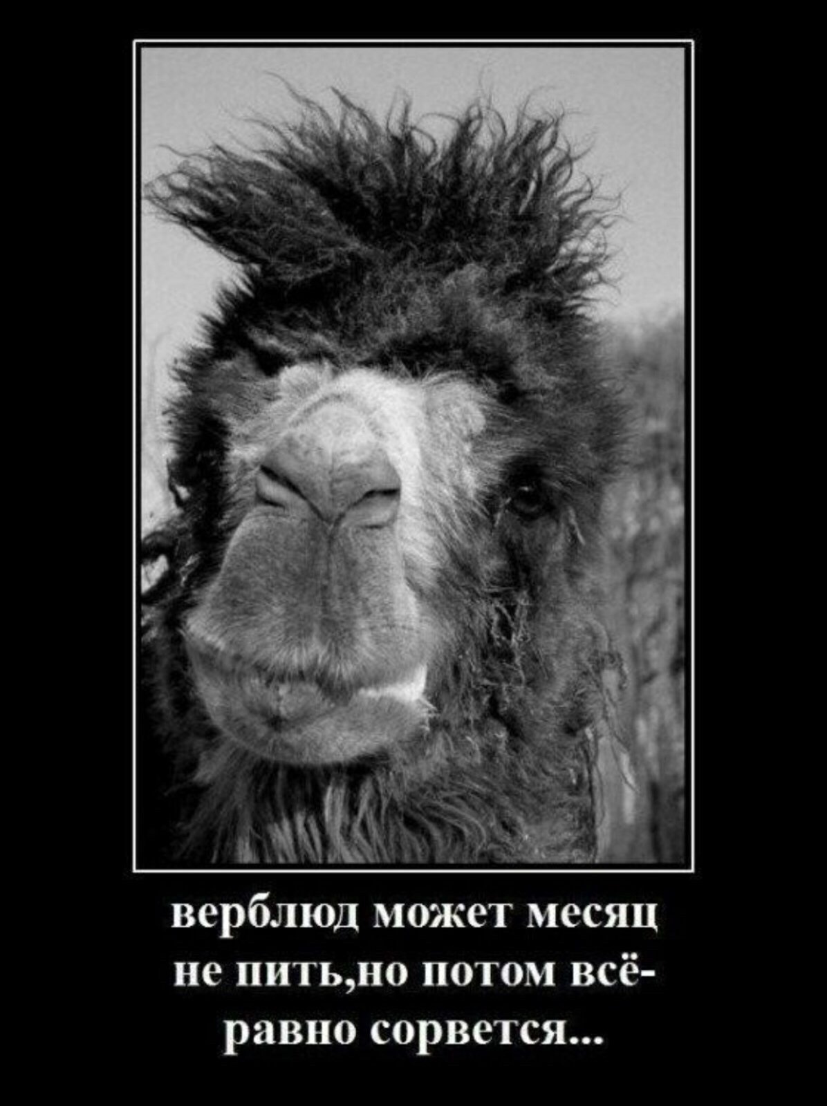 Верблюд прикол