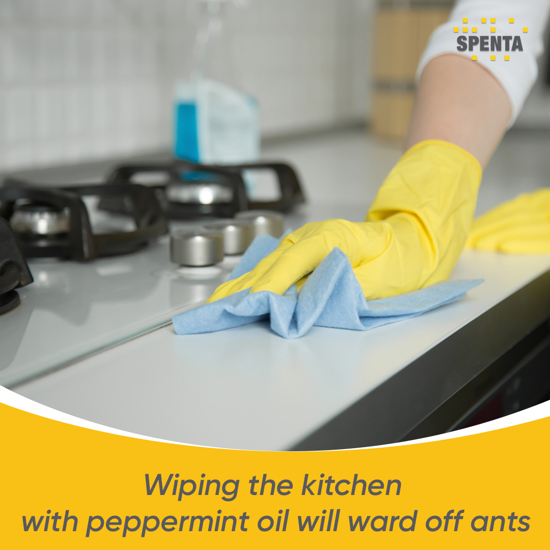 spenta_corp's tweet photo. These 3 hacks will be your go to act to keep the pests away from your kitchen!
Give them a try  and let us know your results.

#Hacks #HomeHacks #Spenta #RealEstate  #SpentaHomes #Home #Property #Mumbai https://t.co/qXmDwU9w7w