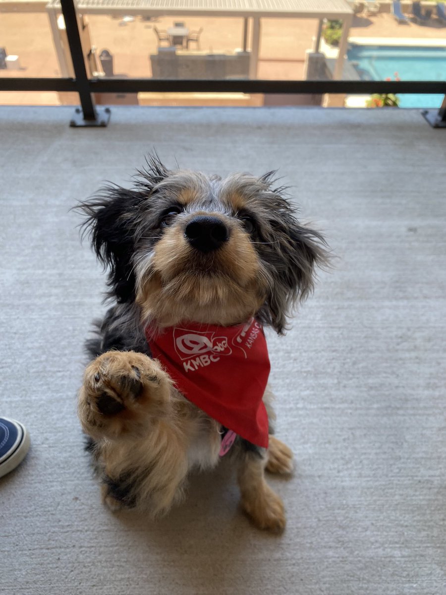 JamieWeissKMBC's tweet photo. Happy #RedFriday❣️It’s also our furry friend community day here at @kmbc! @WaysideWaifs need folks to adopt more pets, but they need volunteers too! Visit https://t.co/Tt67AMusHR to learn how you can help! Luna says paws up to lend a helping hand! #WaifsWearRed #kccommunityday https://t.co/J5nzOrb6wS