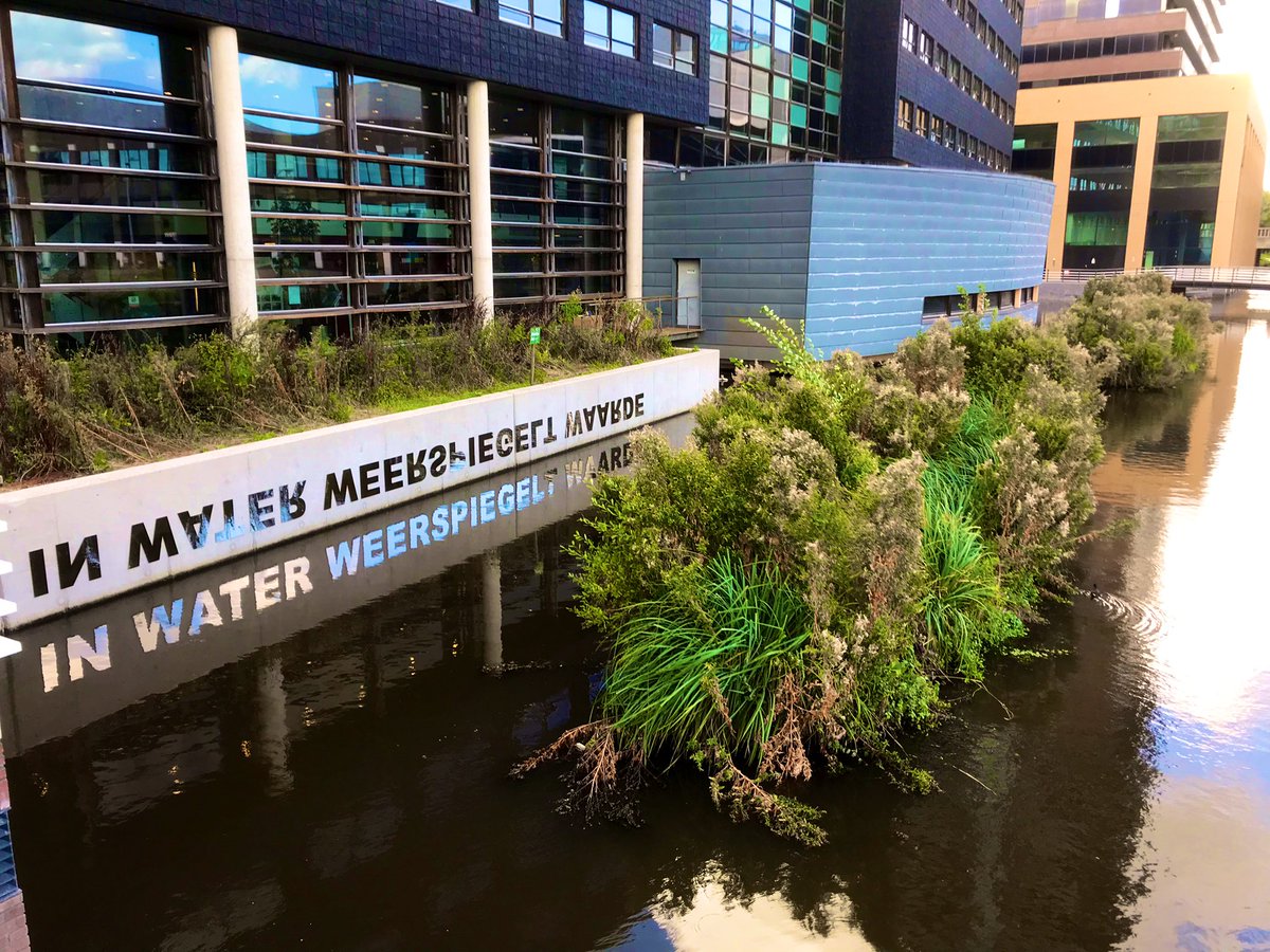 Mooie #floatland in #AmsterdamNoord #urbanjungle #stadsnatuur #InWaterWeerspiegeltWaarde #BiodiversiteitHeeftWaarde #WaardeVoorDeStad @Stadsecoloog020 <a href="/urbane_natuur/">ton denters</a> <a href="/FHaaijen/">Fred Haaijen</a> <a href="/VeldhuizenRoy/">Roy Veldhuizen</a> @dekker_kees @petergrubben @Marije_ByNature <a href="/2jorine2/">Jorine Noordman</a> <a href="/koenwonders86/">Koen Wonders</a> <a href="/WvdWulp/">Wouter van der Wulp</a>