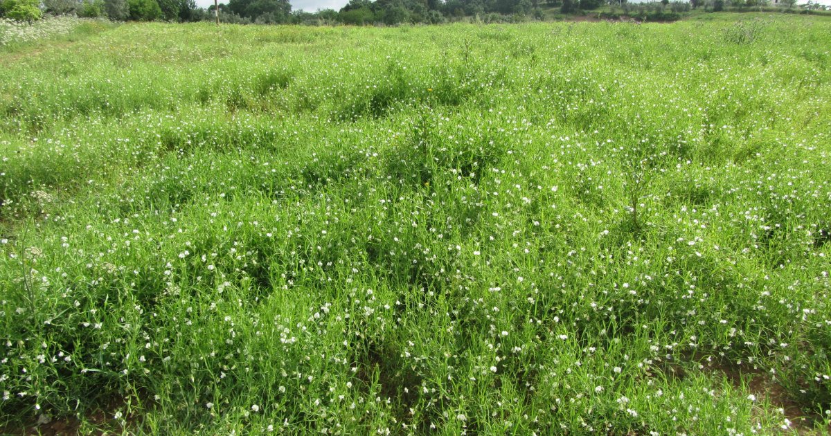 DIVINFOOD's tweet photo. Pictured 📷 are grass pea seeds and a field of grass pea plants from our Living Lab GPea-Port - more on this lab in future posts!
#DIVINFOOD #H2020 https://t.co/KKuoYRtLH2