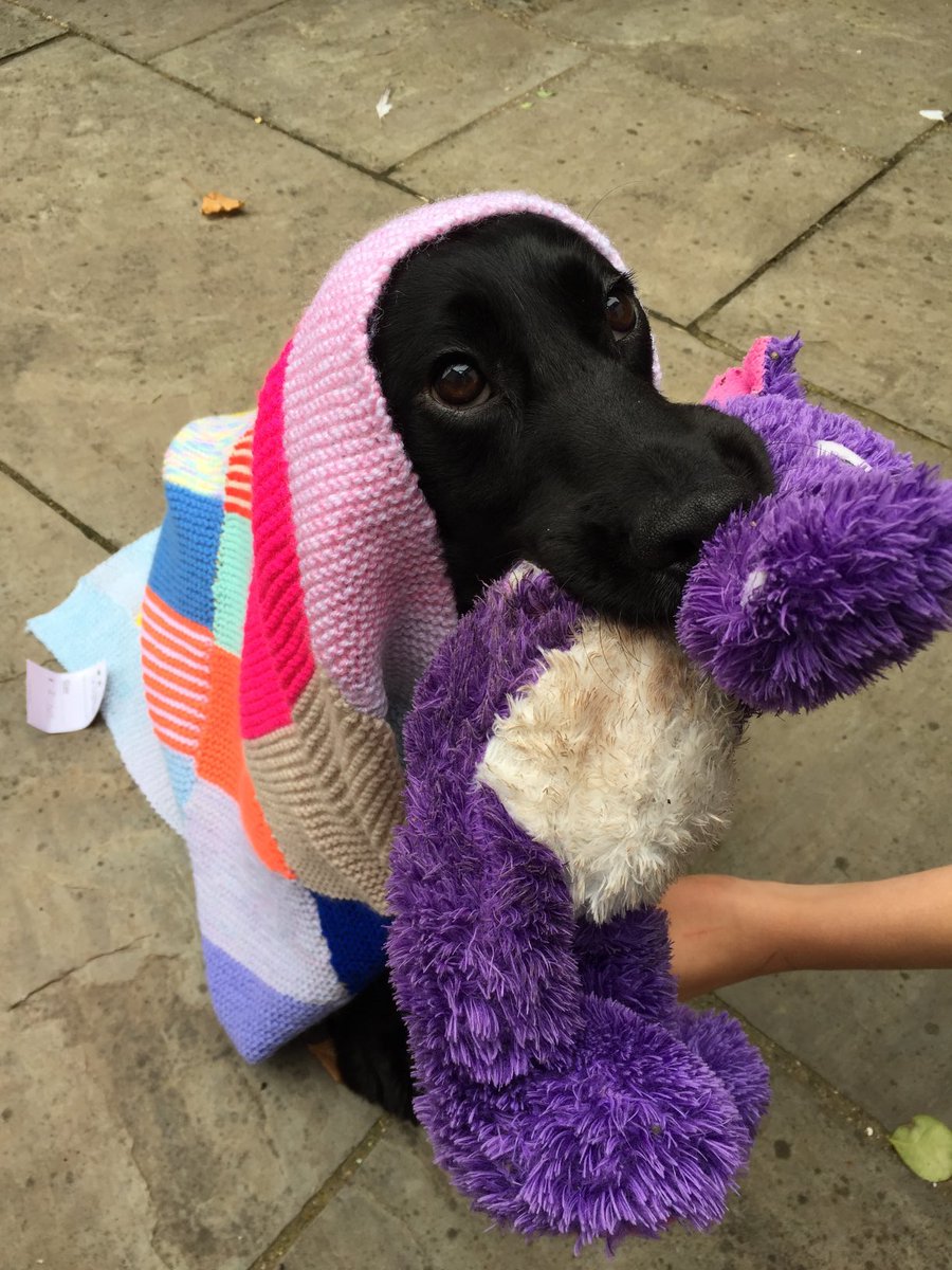 We’re not entirely sure that Dexter the office dog is pulling his weight this morning…