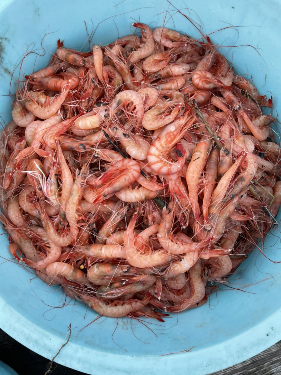 shinkaigyo_ch's tweet photo. The closing period is finally over and the Heda trawl fishery opened yesterday.
We are looking forward to fishing this year.
We hope to see you again this season!
#Japan,#Shizuoka,#Heda,#Deep_Sea,#Deep_Sea_Fish,#Suruga_Bay,#Traditional_Trawl_Fishing https://t.co/EgBlvyZ7n9