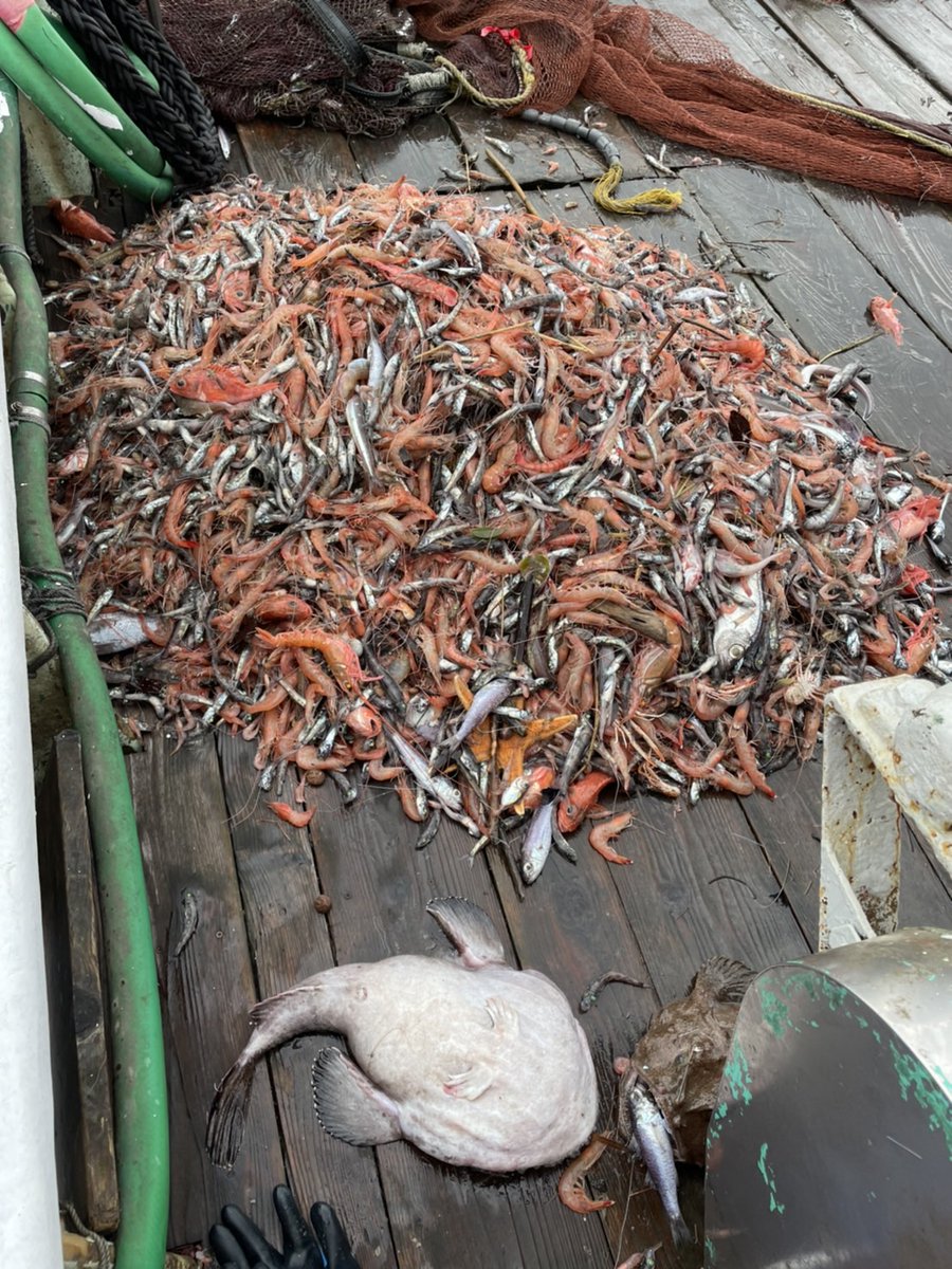 shinkaigyo_ch's tweet photo. The closing period is finally over and the Heda trawl fishery opened yesterday.
We are looking forward to fishing this year.
We hope to see you again this season!
#Japan,#Shizuoka,#Heda,#Deep_Sea,#Deep_Sea_Fish,#Suruga_Bay,#Traditional_Trawl_Fishing https://t.co/EgBlvyZ7n9