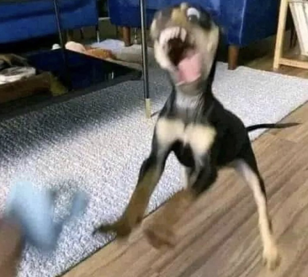 — Basta, ya no quiero jugar!

Mi perro todo endemoniado: