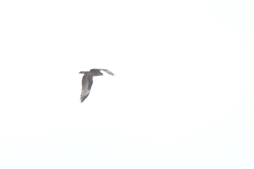 devilbirder's tweet image. Honey Buzzard over the garden this morning! My third Worthing tick this week after Wryneck and Black Tern. This one earned by a lazy start after Arcade Fire at the O2 last night