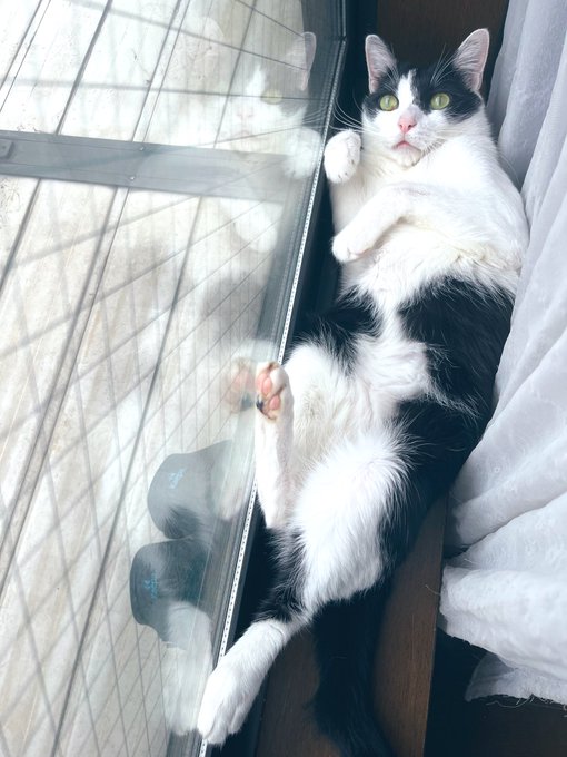 怠惰招き猫じゃ〜 