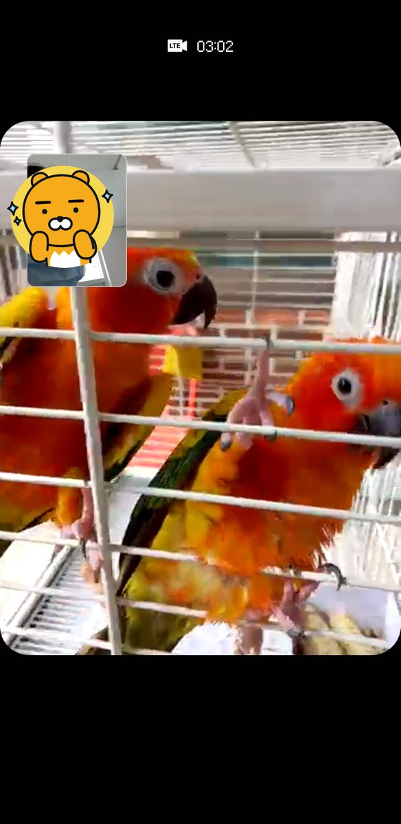 거의 1년만에 업로드ㅠㅋㅋ
레몽이 루피 러브랑 매일 음성통화도 하고 종종 영상통화도 하고..셋 다 잘 지냅니다ㅎ 
(밖에서 키우는거 아니고 마당에서 일광욕중)