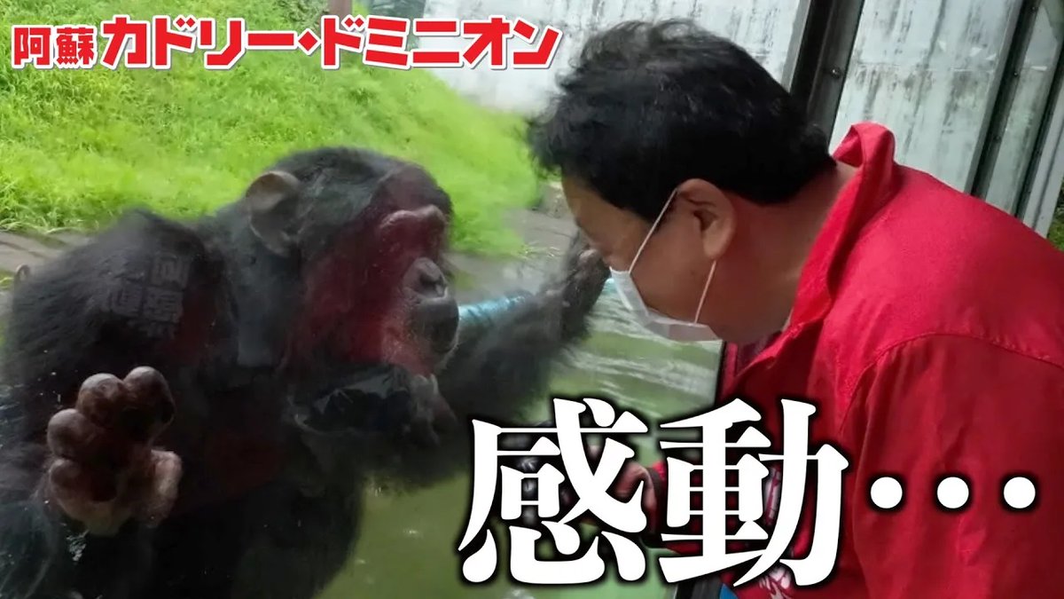 動画公開❗️】 天才チンパンジー「パンくん」に動物園の社長が会いに