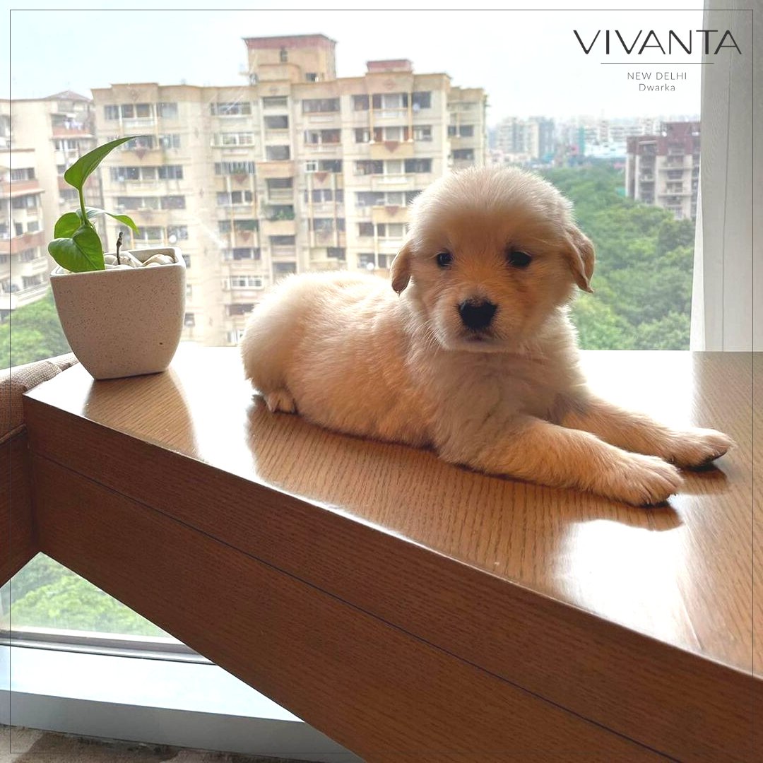 Vivantadwarka's tweet photo. Are you up for a #pawsome staycation?
.
Discover the joy of holidaying with your pet this season at our pet-friendly hotel.
.
For reservations, please call: +91 11 - 66003000.
.
#VivantaNewDelhiDwarka #PetFriendlyHotel #ExperienceWithVivantaDwarka #StaycationAtVNDD #Petcation https://t.co/YMcq4ymUhH