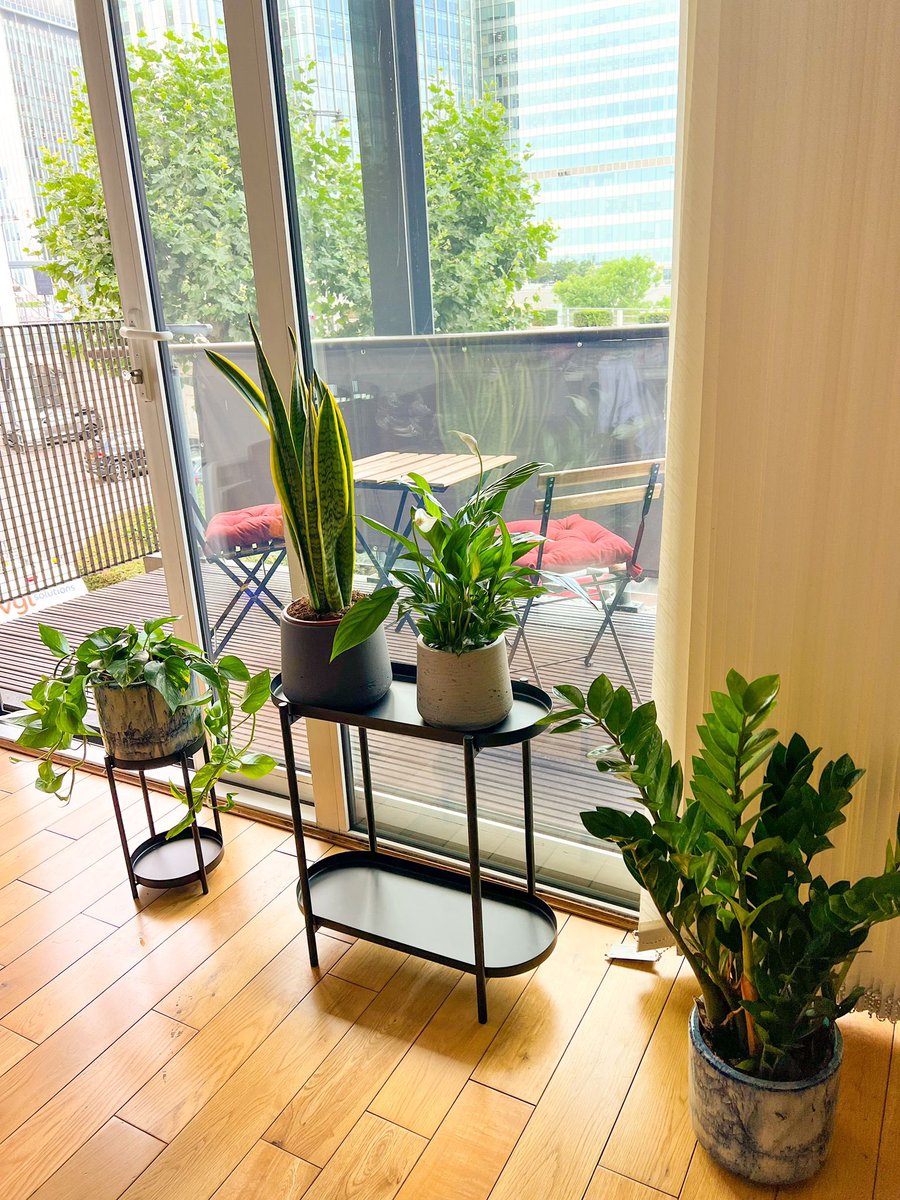 kalpitha_reddy's tweet photo. So these set of plants I got for my home are called โThe Unkillablesโ
Now that sounds like a cool rock band name I probably would listen to ๐
#patchplants https://t.co/pTKNReJsed