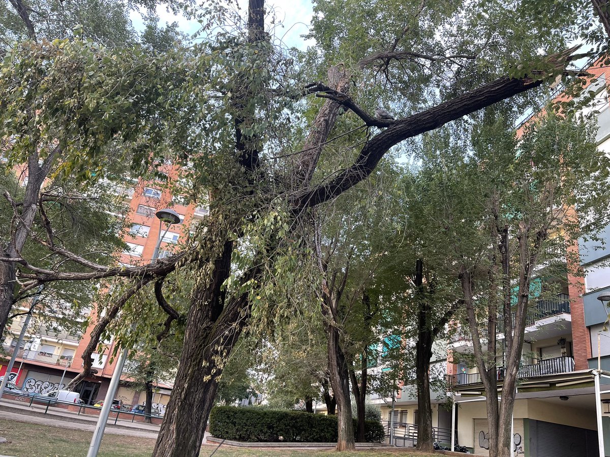 GodayolMerce's tweet photo. @Cerdanyola  @Cerdanyola  Buenos días en la calle Reis a la altura de calle Murillo hay un tronco de arbol roto del día que hizo tanto aire y que está apoyado sobre dos arboles…por suerte aún no ha caido a nadie ni a ningú coche…y esperemos que no caiga…pero es un peligro. https://t.co/EaMcs455fw