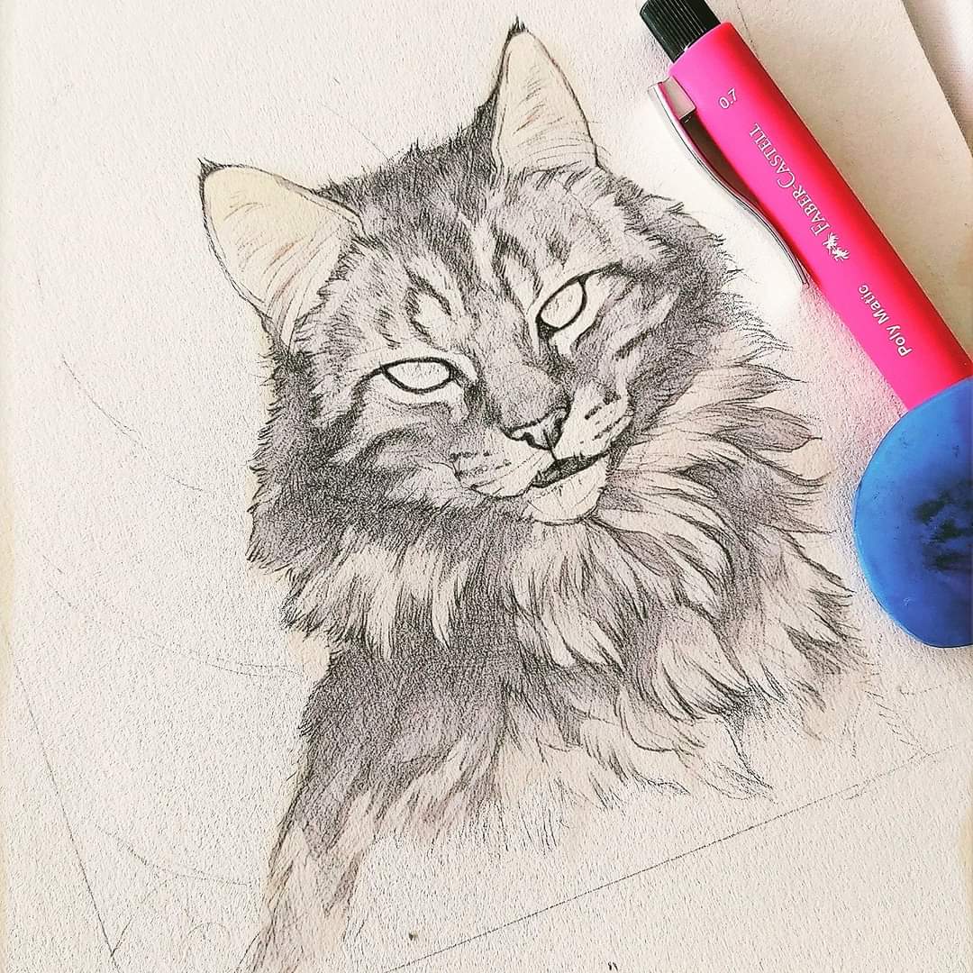 ●•𝗛𝗲𝗹𝗹 𝗖𝗮𝘁•●
Incoming Halloween piece.
▪️▪️▪️▪️▪️▪️▪️▪️▪️▪️▪️▪️▪️▪️▪️▪️▪️
#WhiteSpiritWolf #felinelove #felineartist #cat #mainecoon #sketchy #sketchbookdrawing #dailysketches #furry #furryartwork #furryart #furryfandom #traditionalart #artistsontwitter #sketch #art