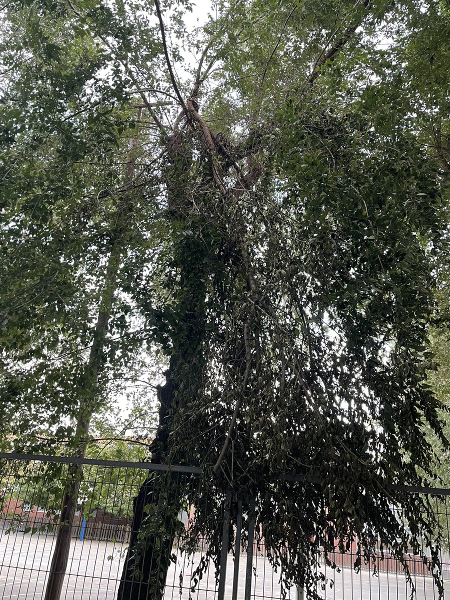GodayolMerce's tweet photo. Colegio Fontetas…ramas de árboles colgando… https://t.co/1aTGfjfQ91