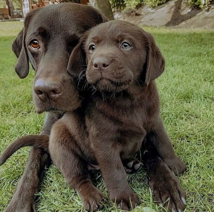 Doglover tweet media