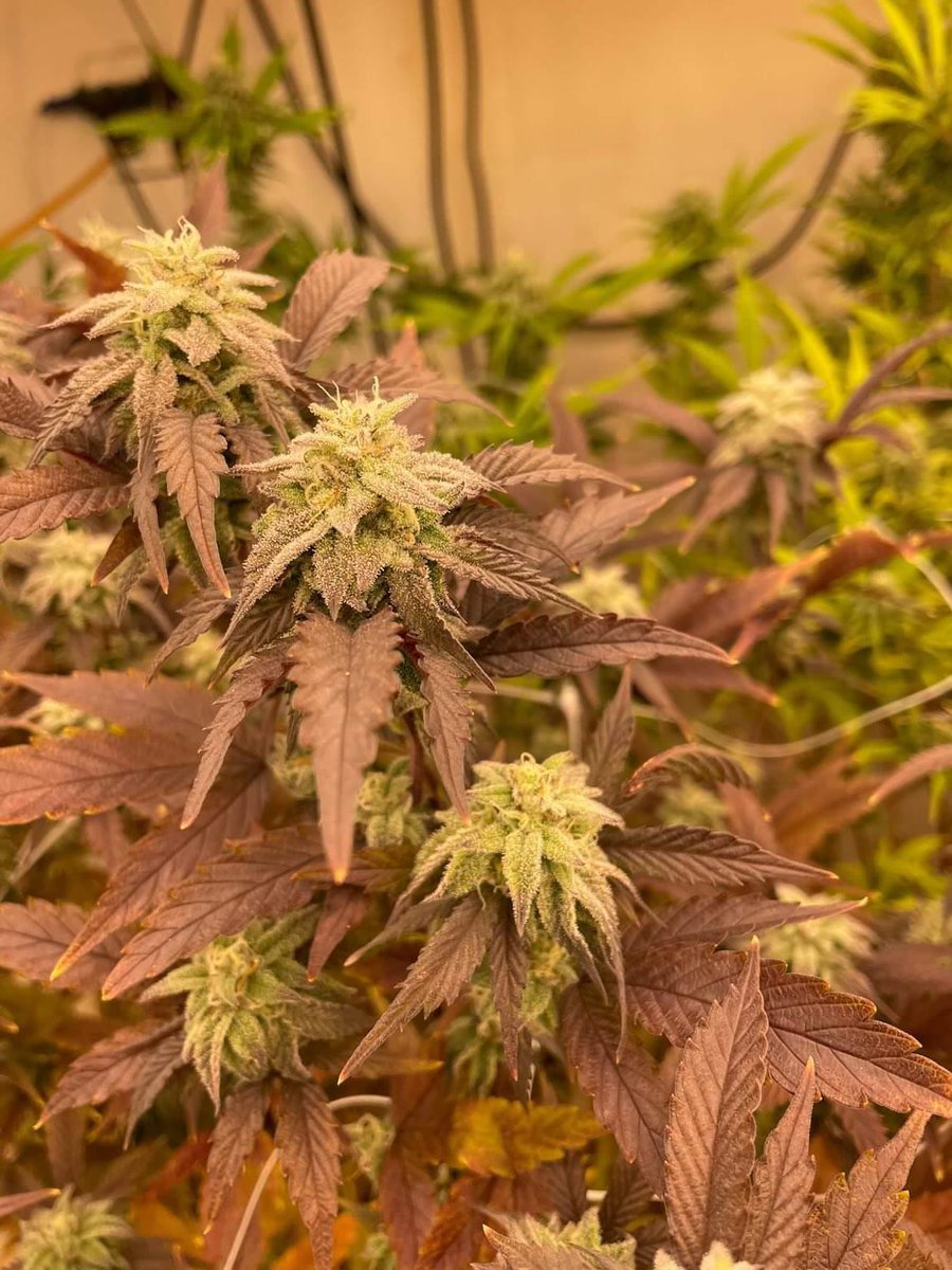 hyphotonflux's tweet photo. #repost INS๏ผ@dahomiegnomie4562
The impressive beast under the #HPF4000
#plantbased #plant #plantsmakepeoplehappy #dowhatyoulove #creative #educational #promixcannabis #LEDgrower #growlights #nugmag #growroom #cannabiscultivator #growlight #ledgrowlights #medicalmarijuana https://t.co/FnVNOQidoU