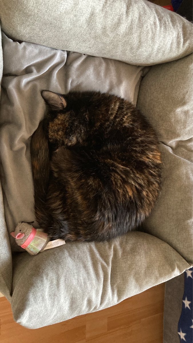 AuronKitty's tweet photo. Let sleeping #tortiecats snooze. Then feed them fish when they wake up. https://t.co/cVqk26QJ1T