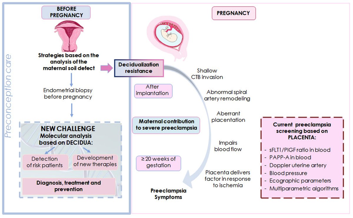 AJOG Expert Review in Preeclampsia:   Decidualization resistance in the origin of preeclampsia: Maternal contribution to severe preeclampsia and the potential for prevention strategies ow.ly/weiU50KFicp