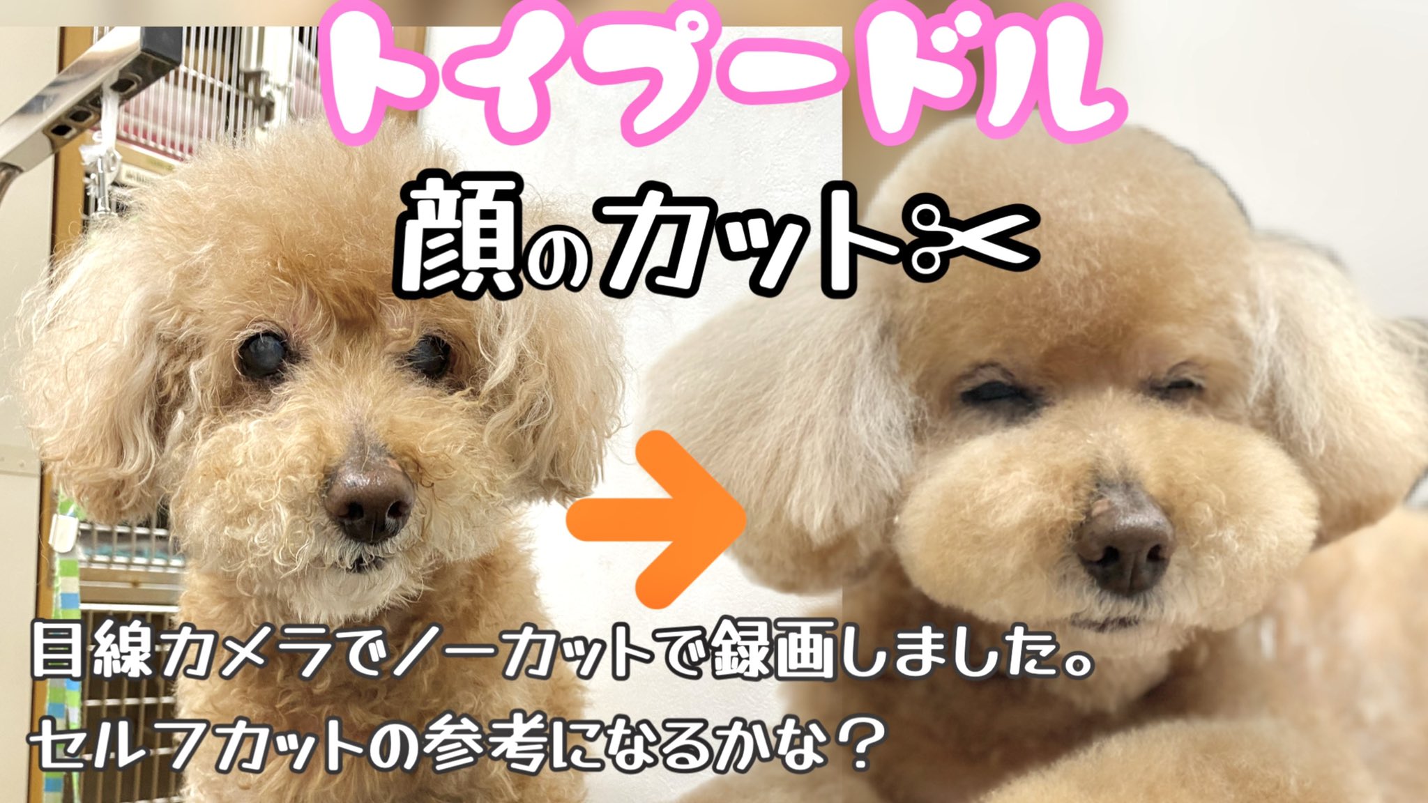 おばちゃんトリマー トイプードルの顔カットを目線カメラで撮ってみました １７歳だから寝てていいよw はなちゃんの寝顔に癒されちゃってください T Co O6bqqvaj6t Youtubeより T Co Yafldss7gi Twitter