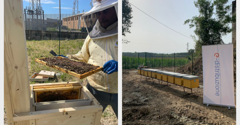edistribuzione's tweet photo. Dopo l'Aquila, 4 nuove arnie al CFA di Catanzaro e zone piantumate con specie arboree mellifere in Sicilia e Campania: continua il progetto con @B_eeing per costruire il primo corridoio nazionale e salvaguardare la biodiversità di api e bombi. Scopri di più👇 #EDistribuzione