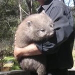 人間に撫でられるのが大好き!ウォンバットちゃんを見て和もう!