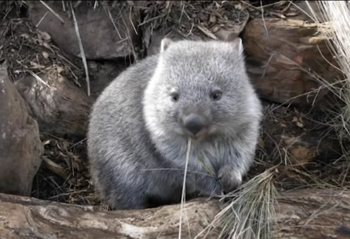 人間に撫でられるのが大好き！ウォンバットちゃんを見て和もう！