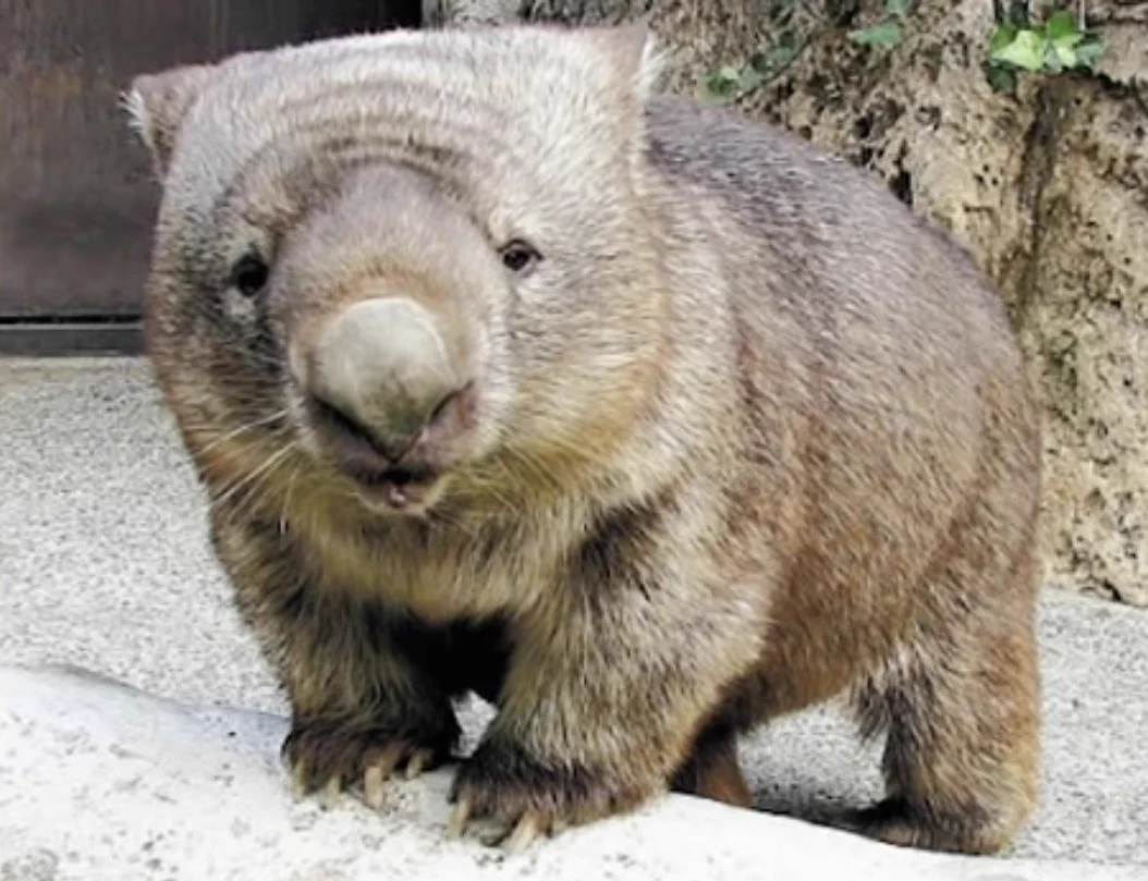 人間に撫でられるのが大好き！ウォンバットちゃんを見て和もう！