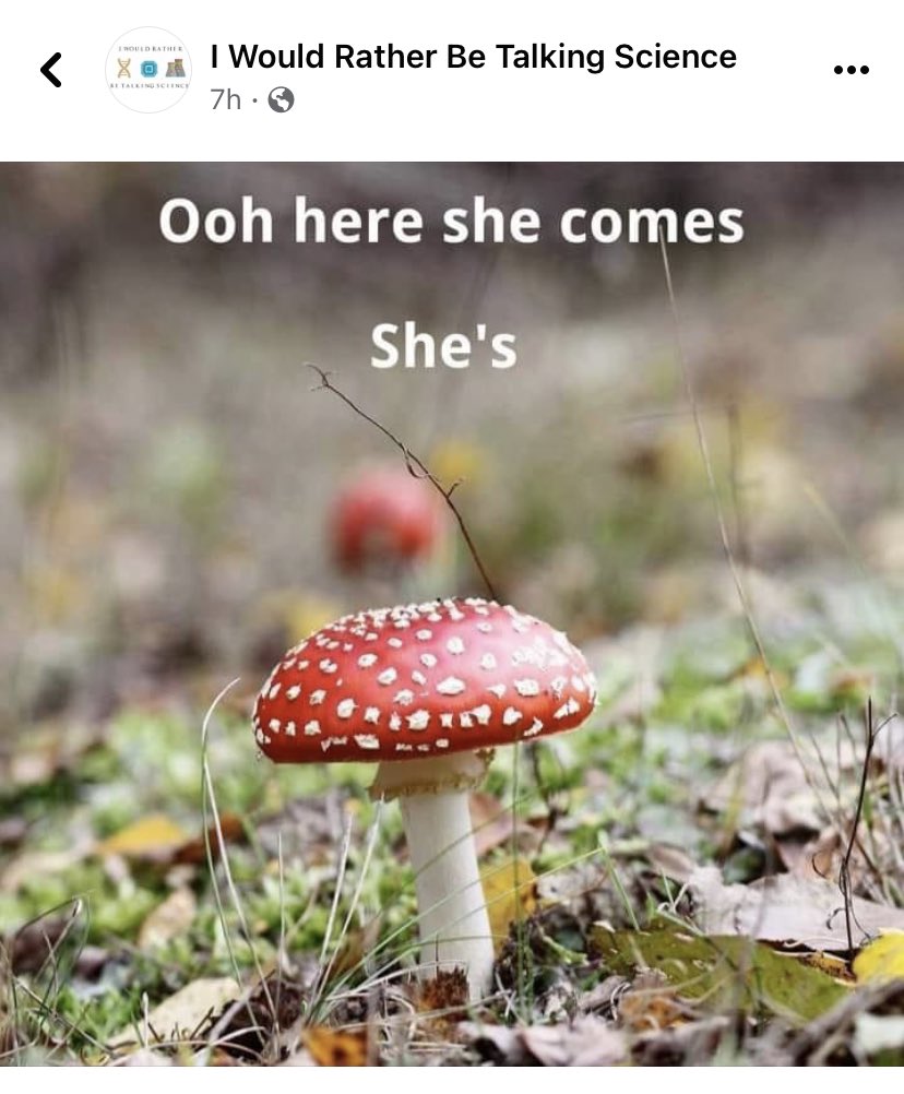 BugDoc_'s tweet image. Too funny! Had to steal for you @MikeFidanza Happy #friskyringfriday 

#amanita 🍄