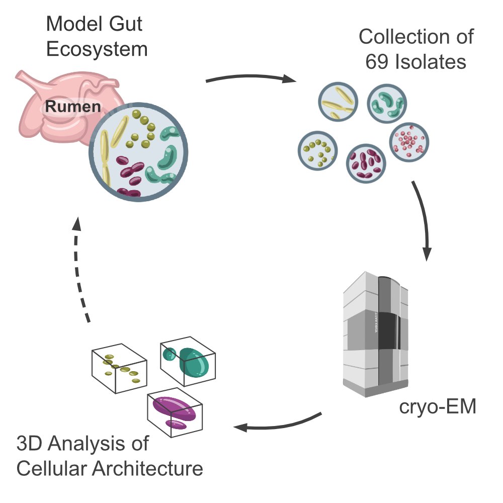 Benedikt Wimmer (@bwmr_) on Twitter photo I'm excited to share the first results of my collaboration with <a href="/LabMizrahi/">Mizrahi Lab</a> - out today on #biorxiv. The question we asked: Can #teamtomo help ecologists better classify bacteria, by enriching phylogeny with structural information?
biorxiv.org/content/10.110…
1/4 I'm excited to share the first results of my collaboration with <a href="/LabMizrahi/">Mizrahi Lab</a> - out today on #biorxiv. The question we asked: Can #teamtomo help ecologists better classify bacteria, by enriching phylogeny with structural information?
biorxiv.org/content/10.110…
1/4