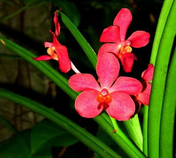 CUBAH0RA's tweet photo. #BuenosDías amigos de @Cubah0ra, hoy compartimos unas imágenes del Jardín Botánico #OrquidearioSoroa,🌷 que Alberga la mayor colección de orquídeas de toda #Cuba.
📌Es Patrimonio Nacional y forma parte de la Reserva de la Biosfera Sierra del Rosario.
📸Jose René Morales https://t.co/2L96T5J0KE